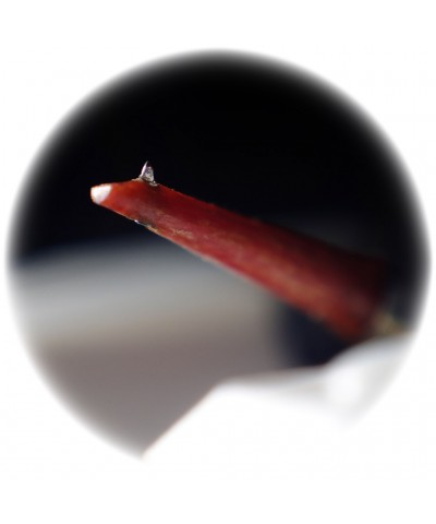 JICO J50 YURUSHI-IRO NUDE FONORIVELATORE MM NUOVO GARANZIA UFFICIALE